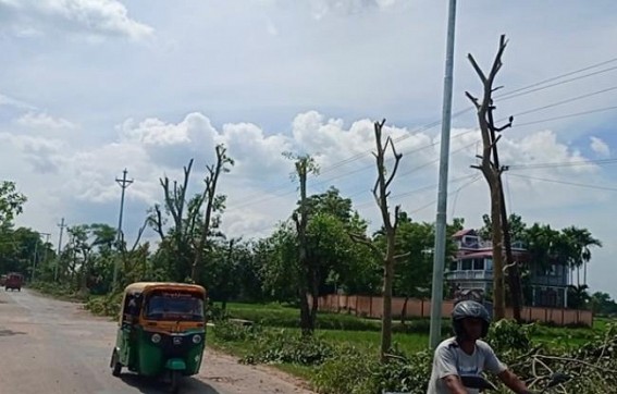 Massive tree cuts in Bishalgarh-Golaghati road by Power Dept ; locals opposed Massive tree cuts in Bishalgarh-Golaghati road by Power Dept ; locals opposed